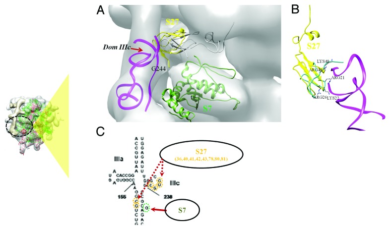 graphic file with name rna-11-891-g7.jpg