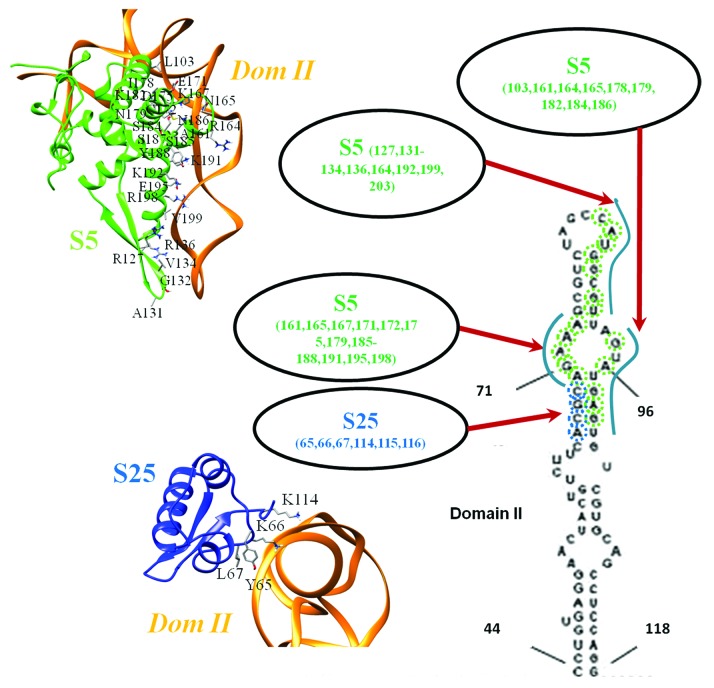 graphic file with name rna-11-891-g3.jpg