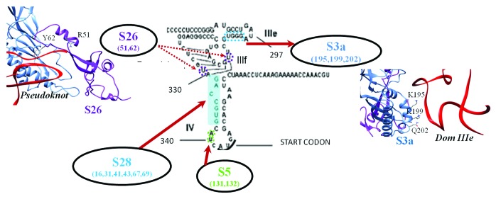 graphic file with name rna-11-891-g6.jpg