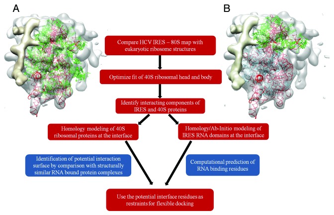 graphic file with name rna-11-891-g1.jpg