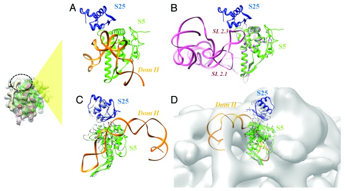 graphic file with name rna-11-891-g2.jpg