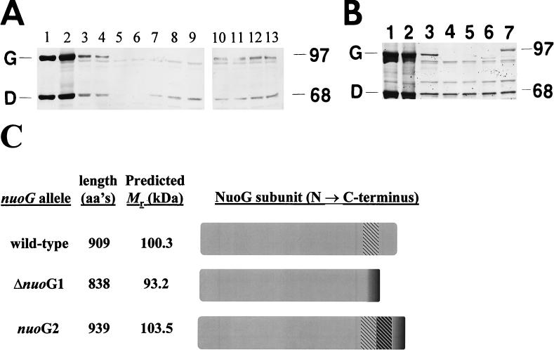 FIG. 5