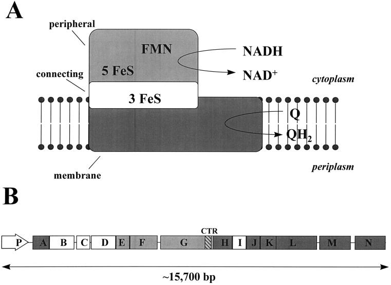 FIG. 1