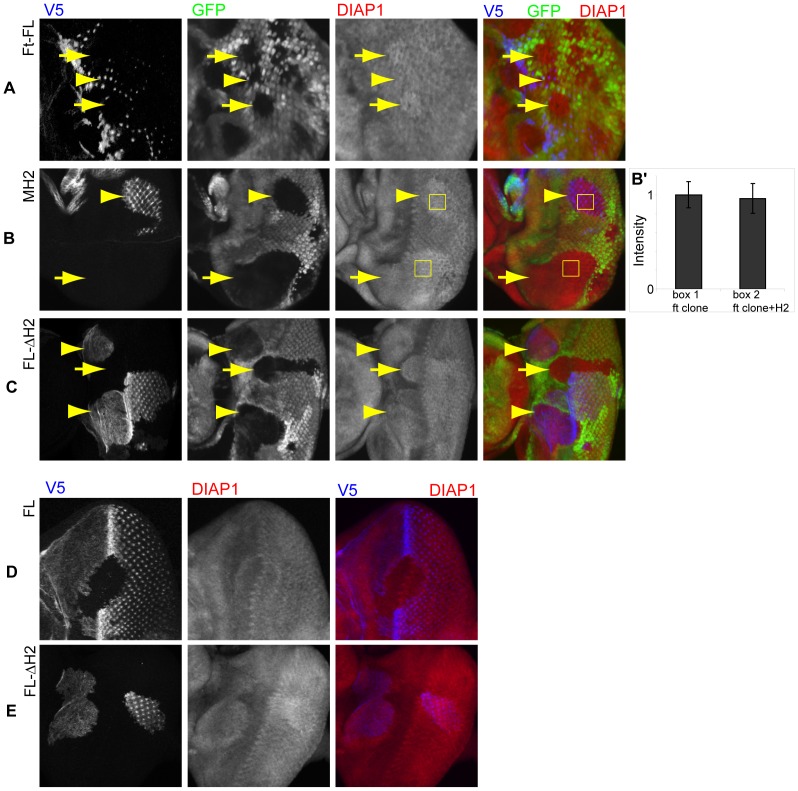 Figure 6