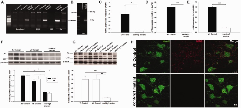 Figure
1