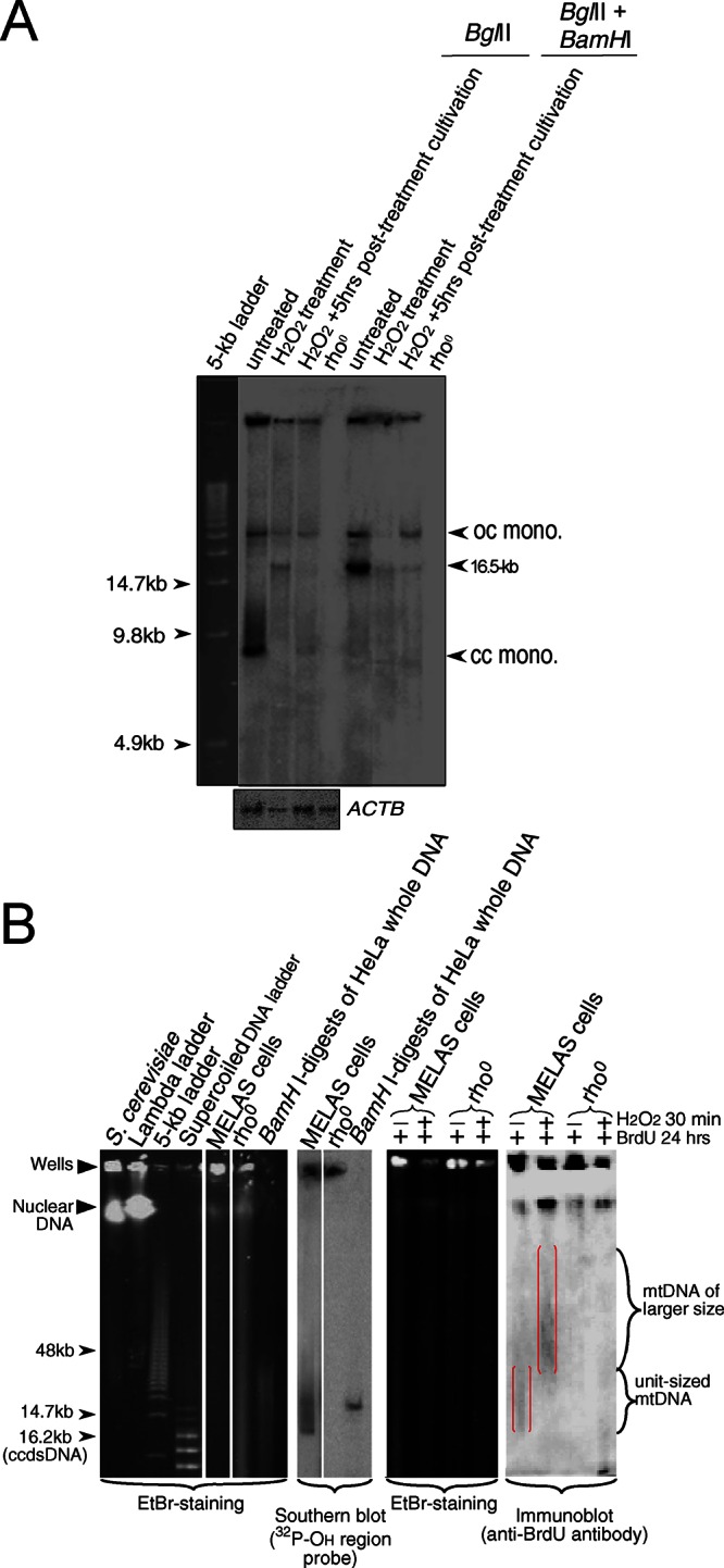 FIGURE 2: