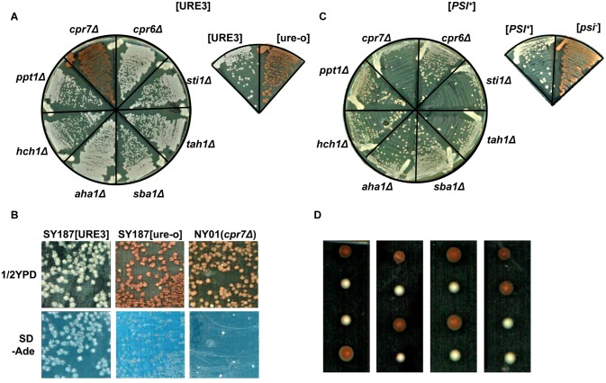 Fig 2