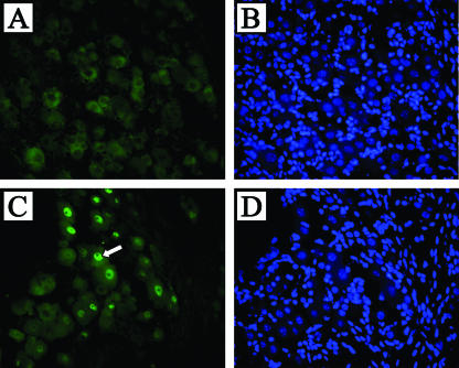 FIG. 6.