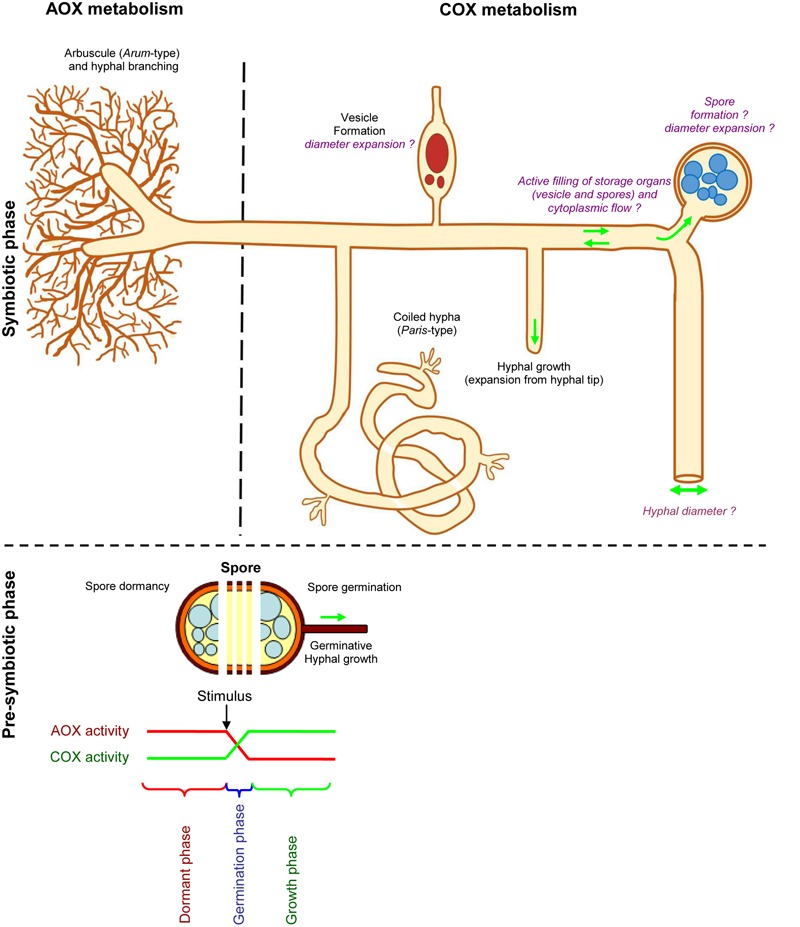 FIGURE 11