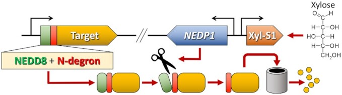 Figure 4.