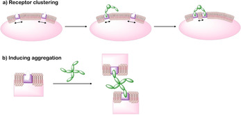 Figure 24