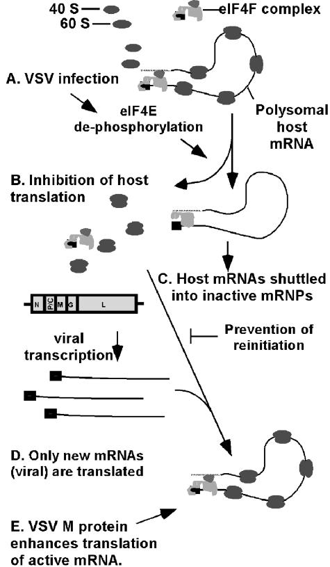 FIG. 5.