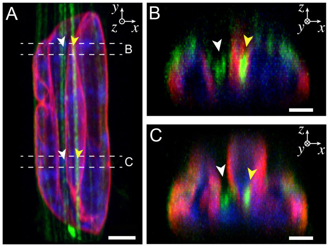 Figure 4