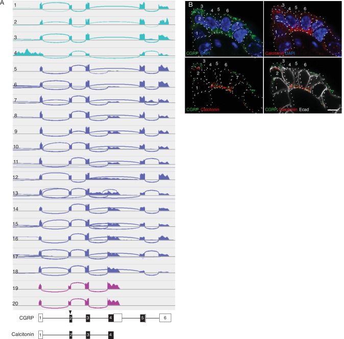 Figure 3—figure supplement 1.