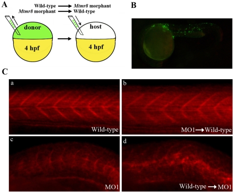 Figure 7