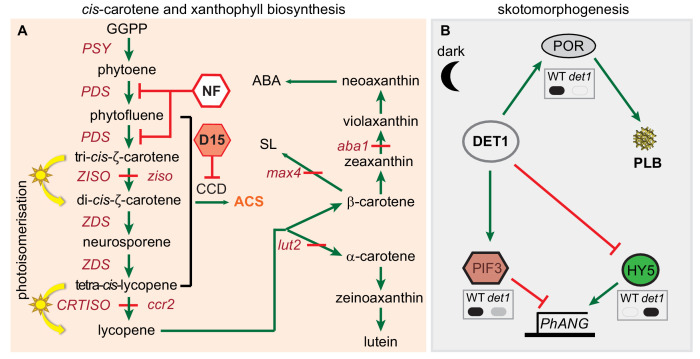 Figure 1—figure supplement 1.