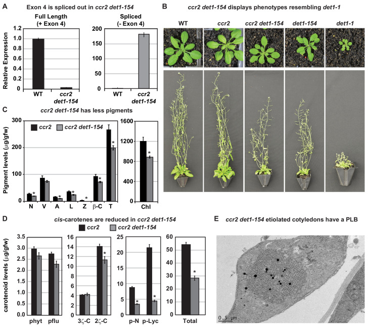 Figure 5—figure supplement 1.