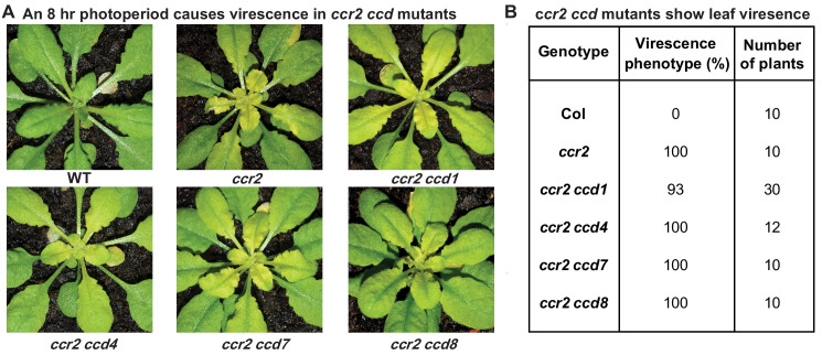 Figure 6—figure supplement 1.