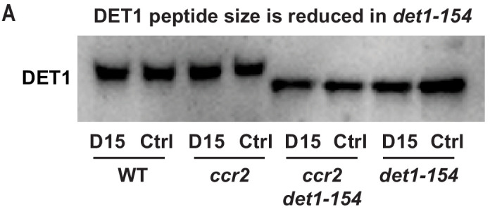 Figure 7—figure supplement 1.