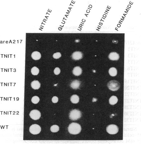 graphic file with name pnas00276-0226-a.jpg