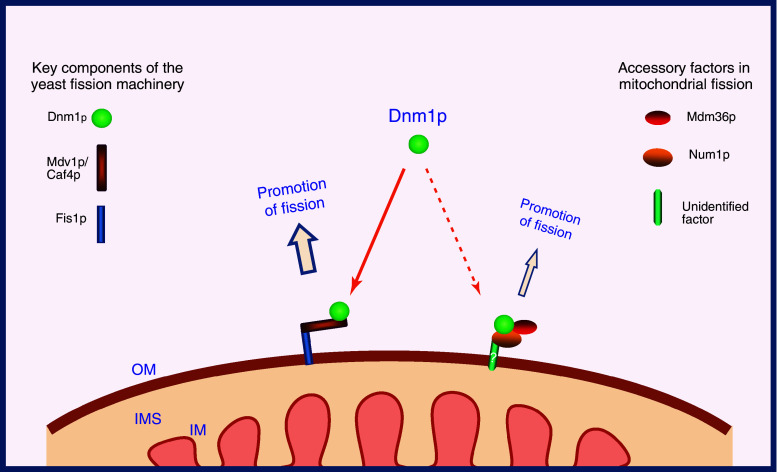 Regulation of mitochondrial dynamics: convergences and divergences ...