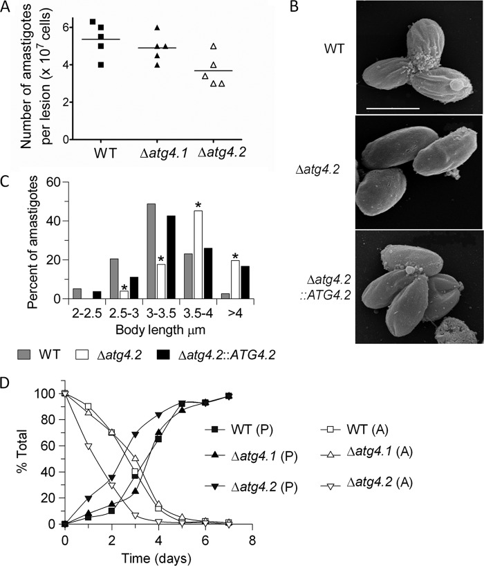 FIGURE 4.