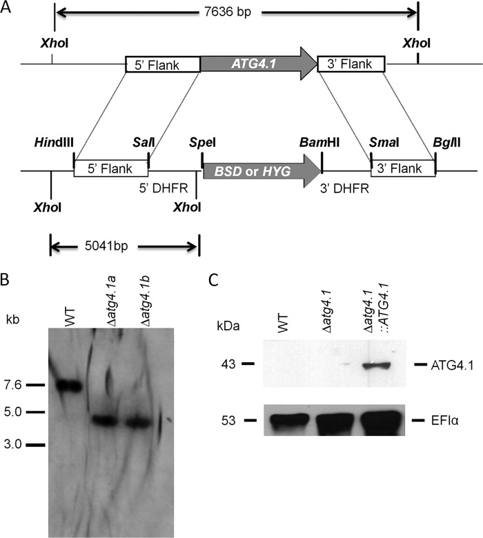 FIGURE 1.