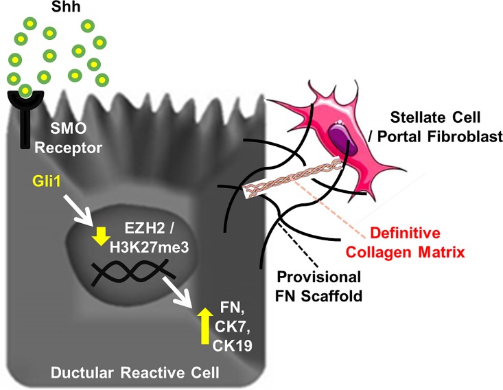 Fig 8