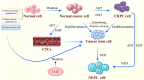 Figure 1. The development of NEPC which influenced by ADT, EMT and stemness. Normal prostate luminal epithelial cells and basal epithelial cells can undergo malignant transformation into normal tumor ...