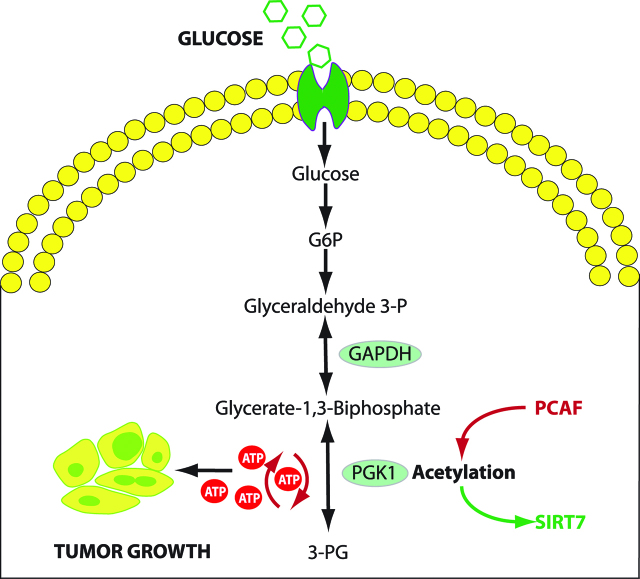 Figure 5: