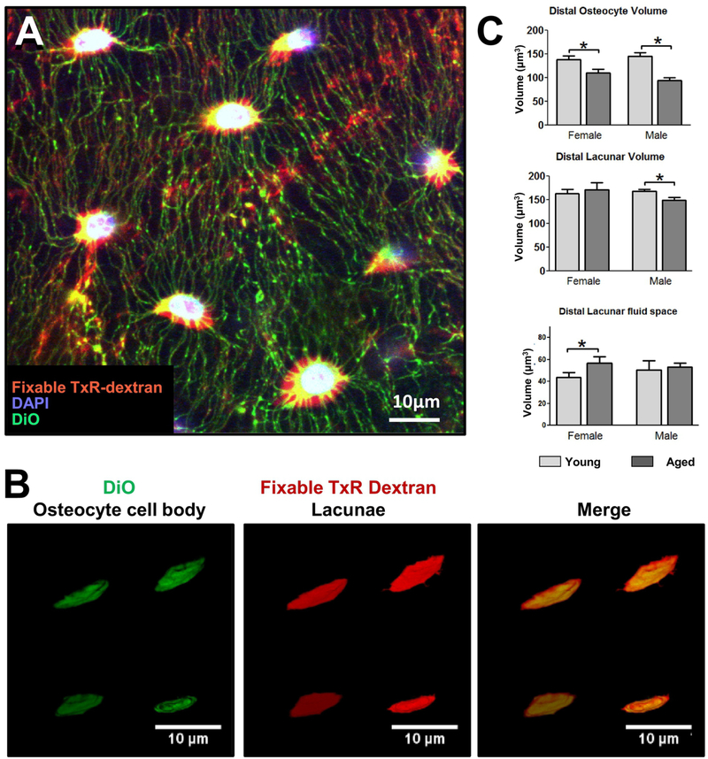 Figure 4: