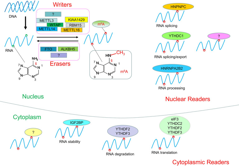 Figure 1