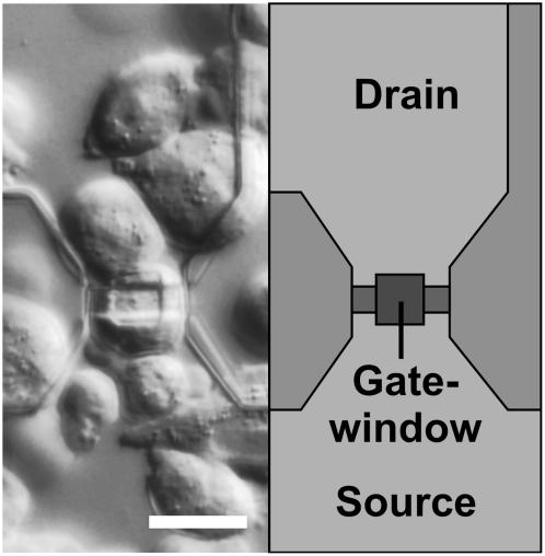 FIGURE 1