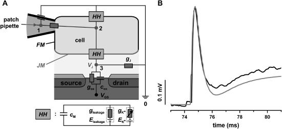 FIGURE 5