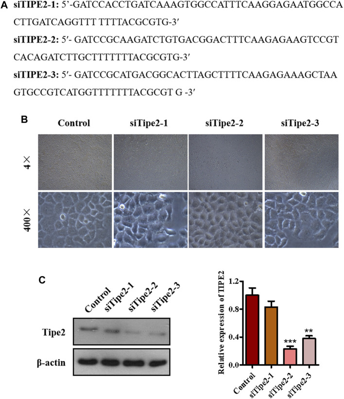 FIGURE 3