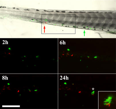 Figure 7