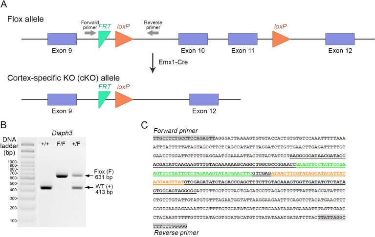 Figure 2—figure supplement 1.