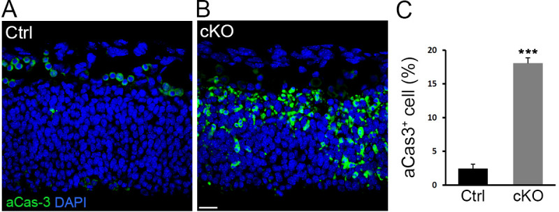 Figure 4—figure supplement 1.