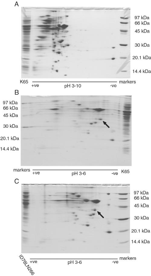 FIG. 5.