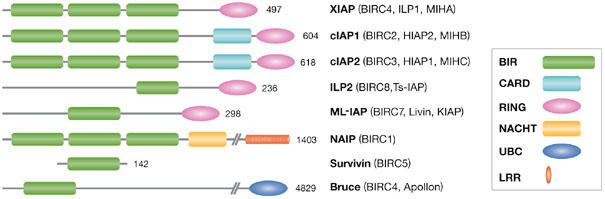 Human inhibitor of apoptosis proteins: why XIAP is the black sheep of ...