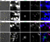 Figure 3—figure supplement 3.