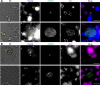 Figure 3—figure supplement 2.