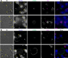 Figure 3—figure supplement 1.