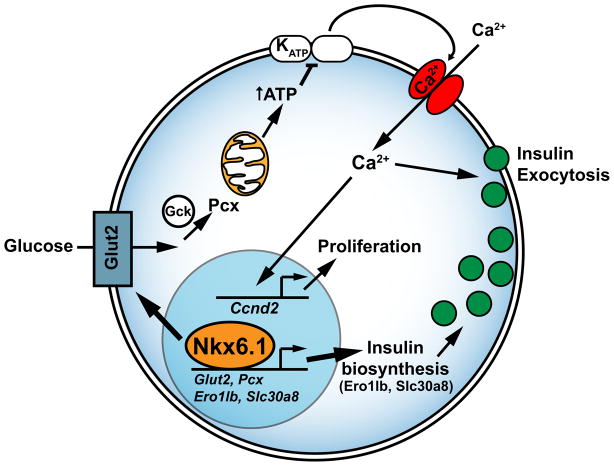 Figure 7