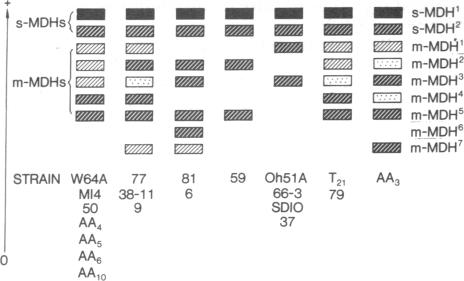 graphic file with name pnas00023-0318-a.jpg