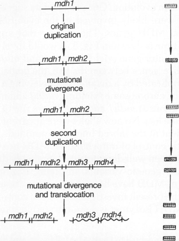 graphic file with name pnas00023-0320-a.jpg