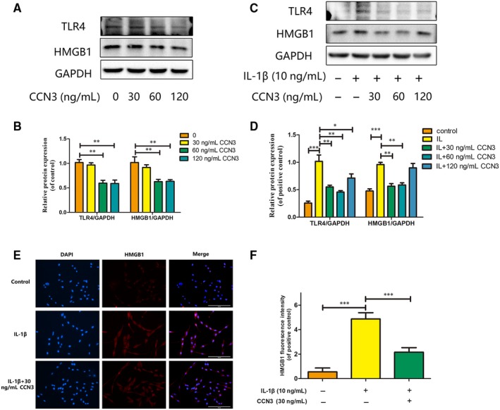Nov ccn3 induces cartilage protection by inhibiting pi3k akt mtor
