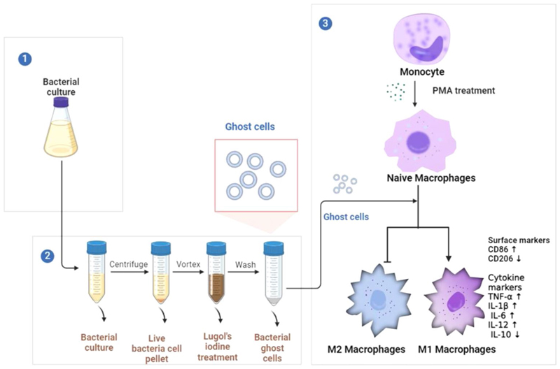 Graphical Abstract