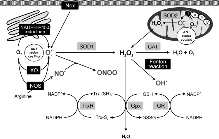 FIG. 4.