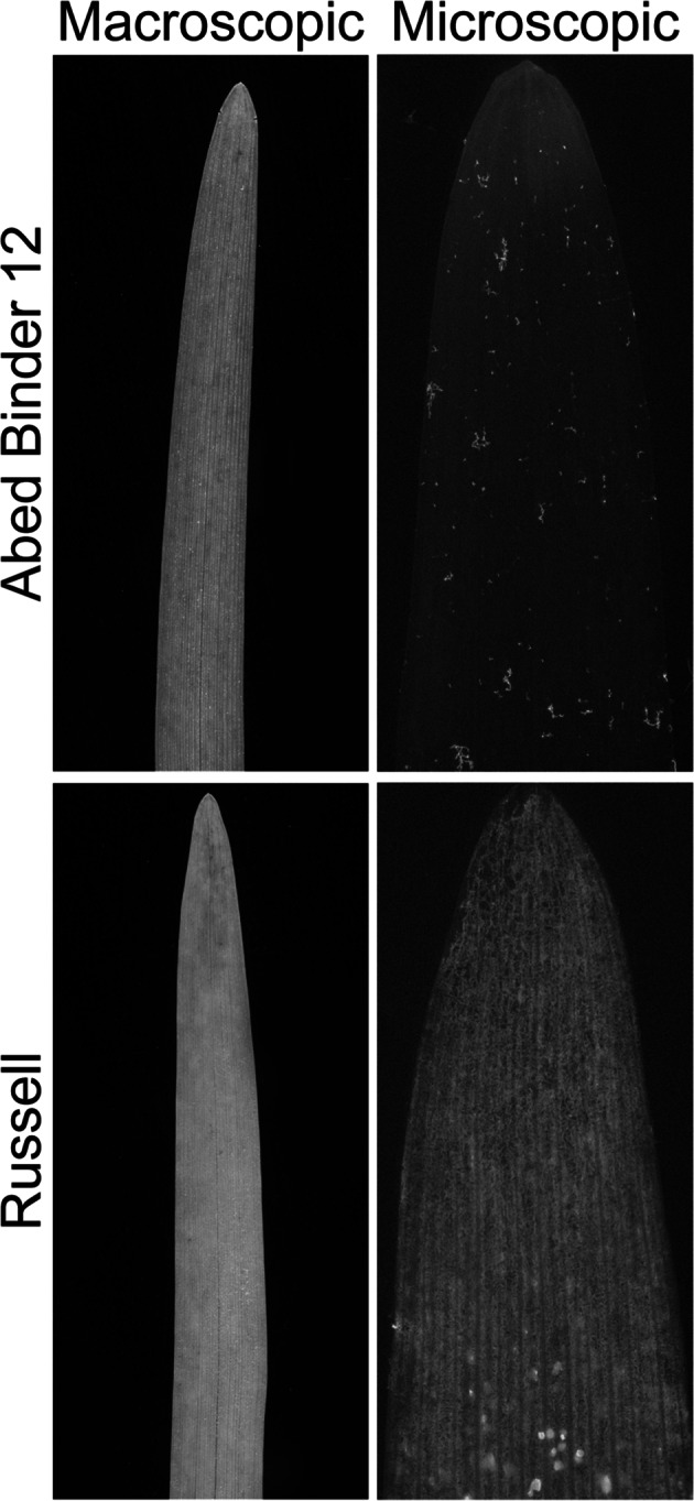 Fig. 1